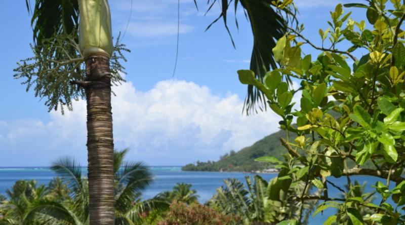 Te Fare Hinahei Διαμέρισμα Moorea Εξωτερικό φωτογραφία